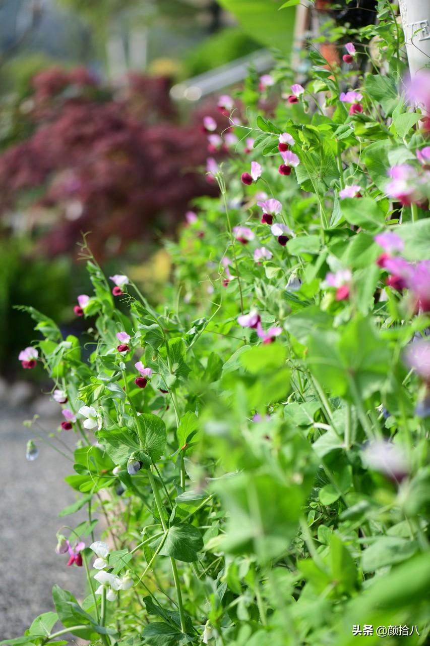 角堇一年开几次花，角堇一年生吗（一整面风车茉莉的花墙被拆掉了）
