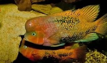 鱼缸水发黄怎么办，鱼缸里的水发黄怎么办（对付鱼缸黄水我就是这么做的）