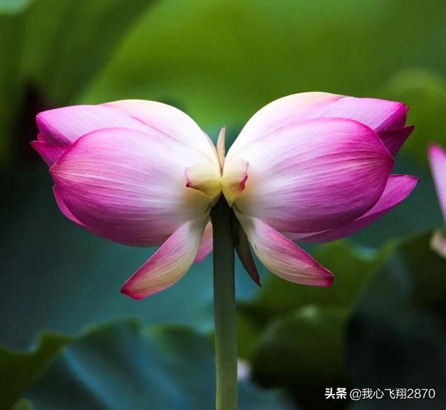 荷花可以用什么形容词，荷花用什么形容词修饰（过雨荷花别样艳）