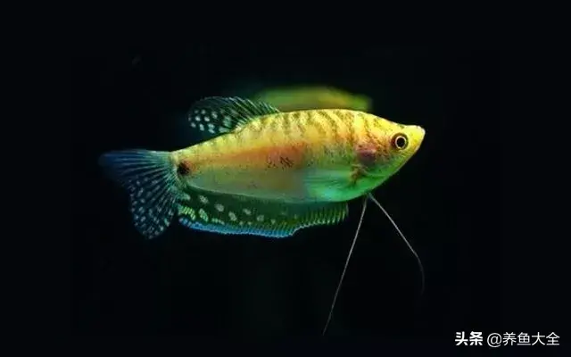 什么鱼好养，什么鱼好养对水质没有要求的（最好养的十种观赏鱼，都在这里）