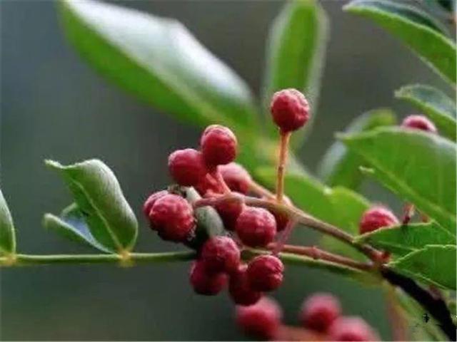 家里有鼻涕虫怎么消灭，鼻涕虫怎么彻底消灭（自制天然杀虫水）