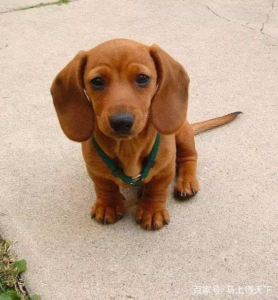 腊肠犬饲养上需要注意什么，腊肠犬不能吃什么（狩猎犬之腊肠犬怎么养）