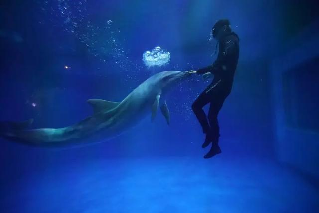 西安海洋馆，一天玩转曲江海洋公园的攻略现在才知道（西安海洋馆作文）