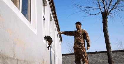 狸花猫是土猫吗，狸猫是土猫吗（那些年嘲笑狸花是小土猫的人）