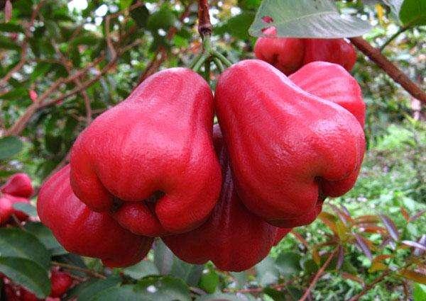 海南水果特产有哪些水果，海南特产水果（吃遍中国之海南特产水果）