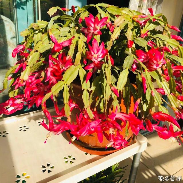 金鱼草怎么养，1种花长得像金鱼（金鱼草怎么养殖维护啊）