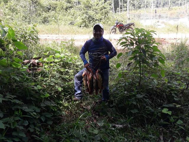 帝王三间和巴西亚鱼有什么区别，巴西亚鱼与皇冠三间鱼有什么区别（也许等不到中国钓鱼人就被消灭光了）