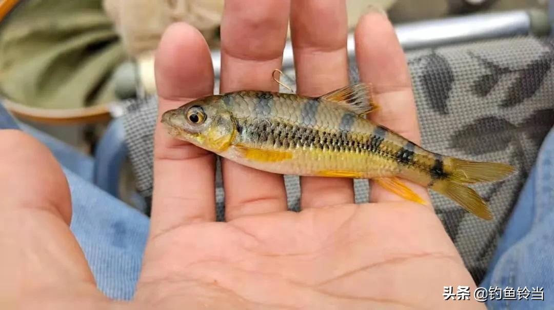 淡水石斑魚怎麼釣(溪石斑) - 去釣魚