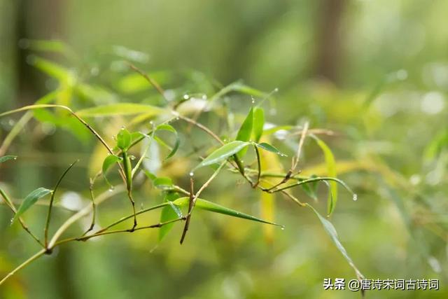 三衢道中描写的是什么季节，三衢道中写的是哪个季节的（是一个令人倍感舒适的时节）