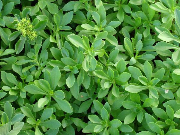 土三七的功效与作用及食用方法,土三七的功效与作用吃法(农村的"