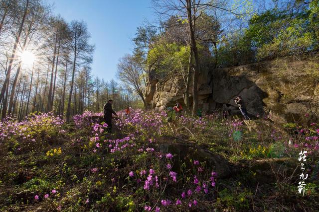 映山红和杜鹃花的区别，映山红和杜鹃花的区别是什么（红杜鹃、映山红、金达莱）