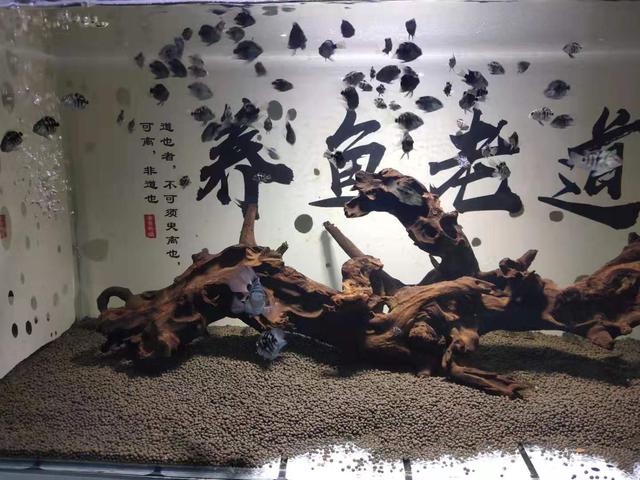 地图鱼为什么会伤痕累累，地图鱼吃小鱼吗（鱼缸养了四条地图鱼水质就浑浊了）