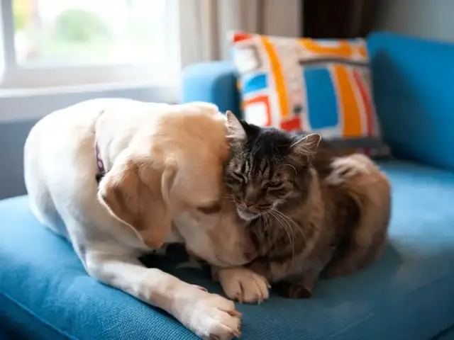 小狗图片，狗狗简直是动物界的交际花（小狗图片 卡通画）