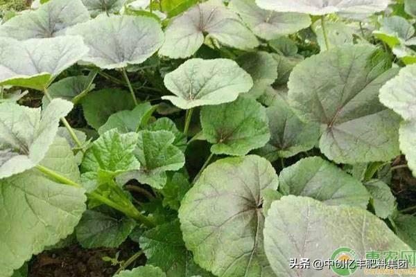 冬天蔬菜有哪些品种，口感佳抗寒性好的11种蔬菜推荐