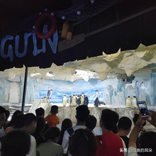 海豚吃什么食物，海豚吃什么（每只每年可赚280万）