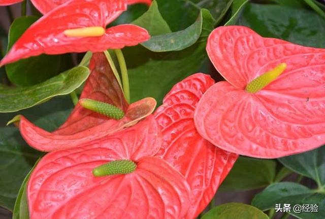 红掌的养护方法，红掌怎么养才能开花（红掌的养殖方法和注意事项）