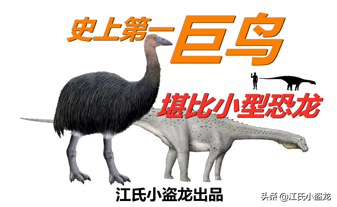史上体型最庞大的鸟类揭晓：揭秘地球有史以来最大飞禽的惊人尺寸与生态之谜
