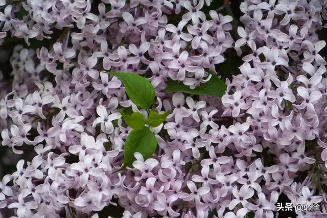 地被植物，常绿植物、地被及其他篇（地被植物名词解释）