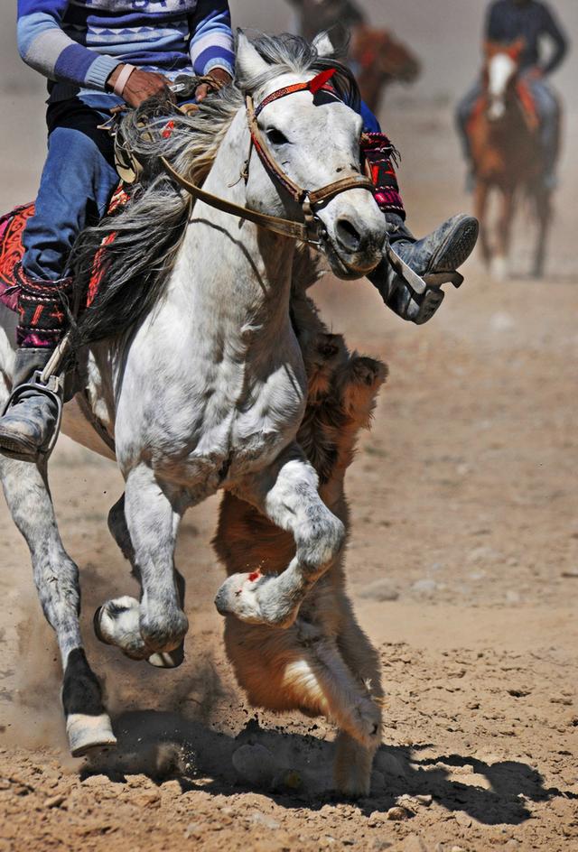 用马字组词有什么，马字组词还有什么（拍马“留序”摄影浅谈）