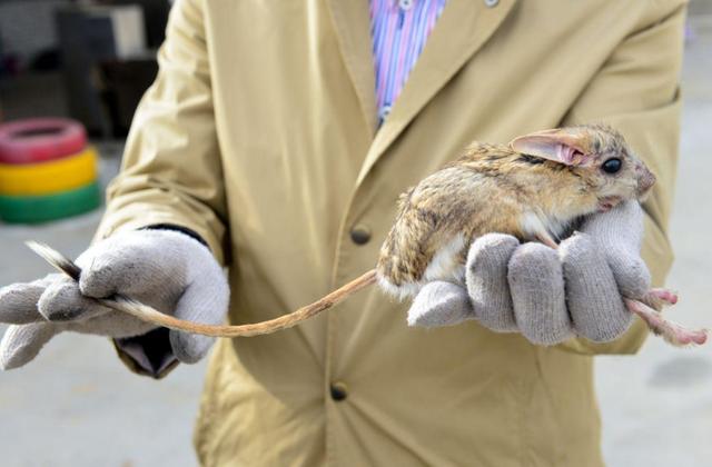 大象的耳朵有多大，大象的耳朵有多大图片（你绝对想不到是它）