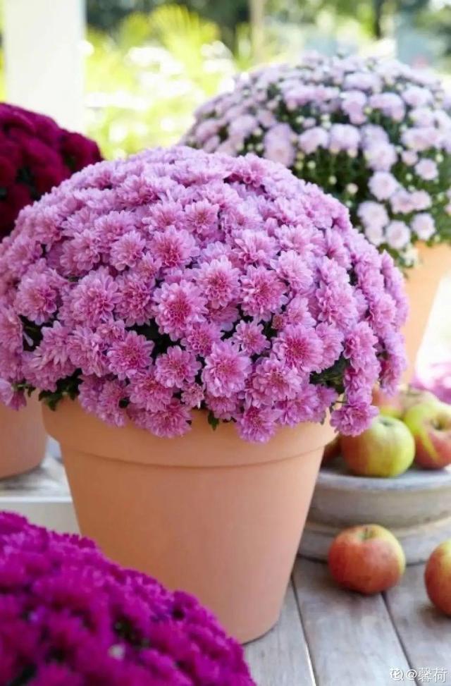 荷花有几种颜色，莲花有几种颜色分别是象征什么（1盆菊花售价1.2万）