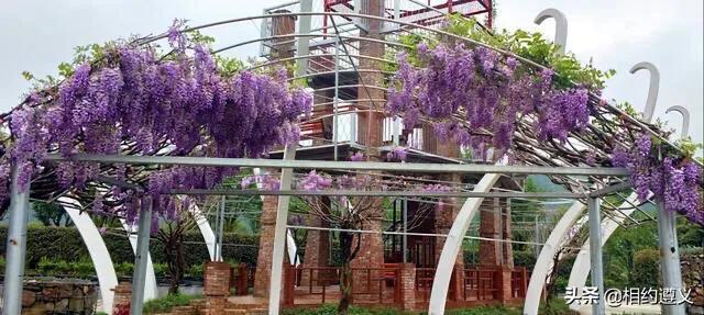 中国有紫藤花吗，紫藤花在中国什么地方盛开（紫藤、白玉藤、红玉藤、多花藤、重瓣藤。）