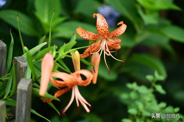 百合几月份开花，百合花什么时候开花（盛开在初夏的橙色花园）