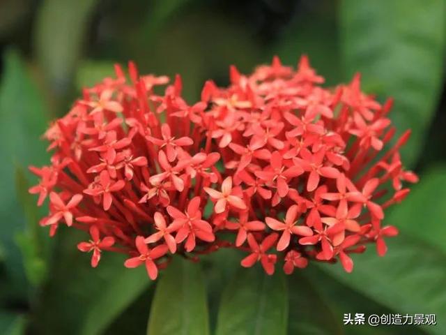 一年四季红的花卉有哪些，常见的10种全年开花的植物