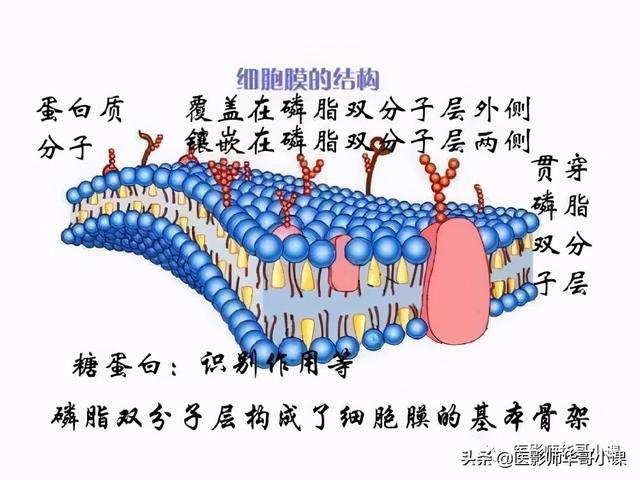 人体解剖学基础，人体解剖学基础知识学什么（基础知识之人体解剖学基础）