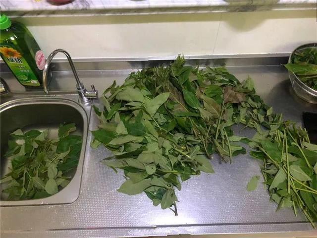 家里有鼻涕虫怎么消灭，鼻涕虫怎么彻底消灭（自制天然杀虫水）