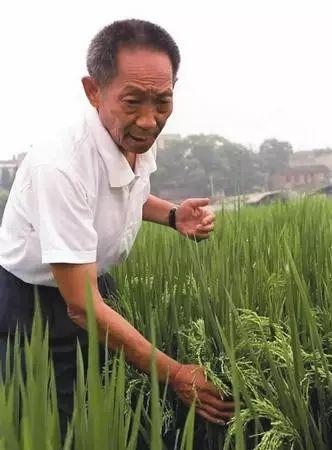 袁隆平是哪里人呢，袁隆平是湖南什么地方的人（全世界都要致敬中国的科学家）