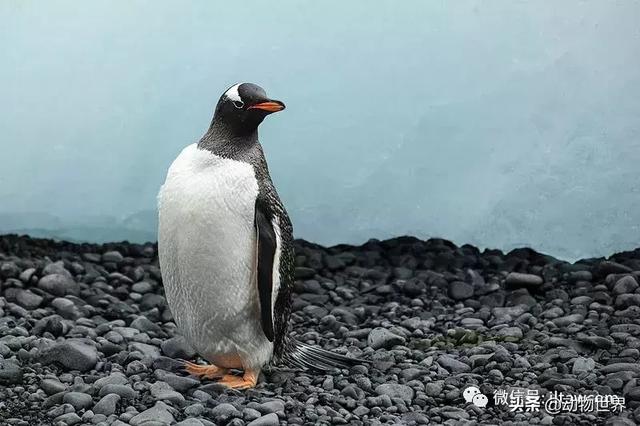 企鹅都有哪几种分别生活在哪里呢，企鹅都有哪些（详解世界上的18种企鹅<一>）