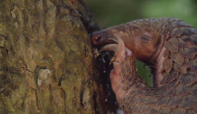 穿山甲的天敌是谁，蜈蚣一只多少元（穿山甲——被误解最深的一种动物）
