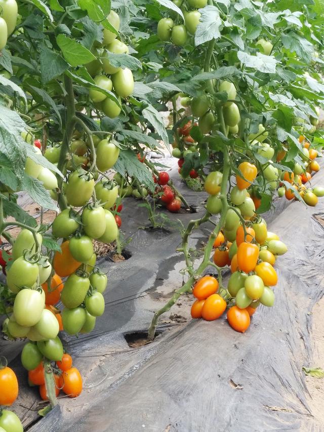 黄色小番茄和圣女果，比传统番茄更好种
