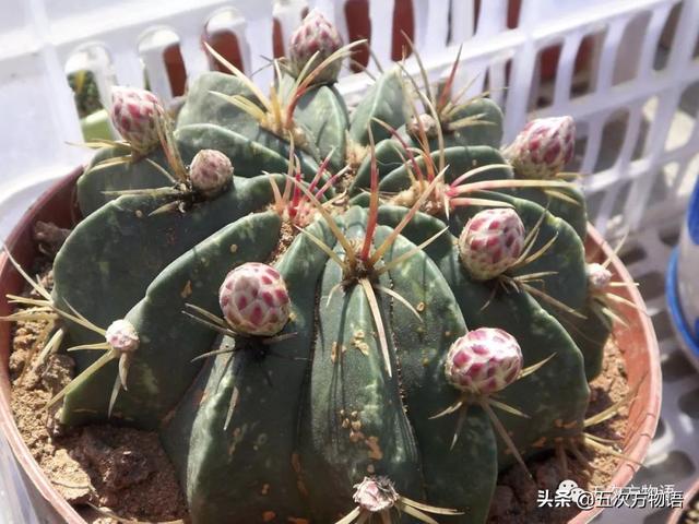 种的植物为什么有刺，浅谈植物的“刺”