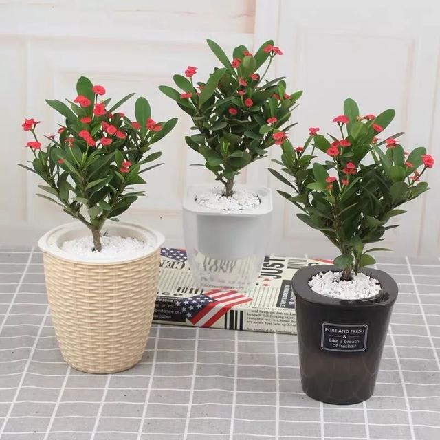 春夏秋冬四季什么花好看，这十种花几乎一年四季都开花