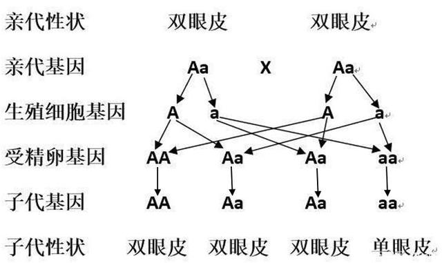 显性基因和隐性基因，什么是显性基因和隐性基因（第三节基因的显性和隐性知识梳理）