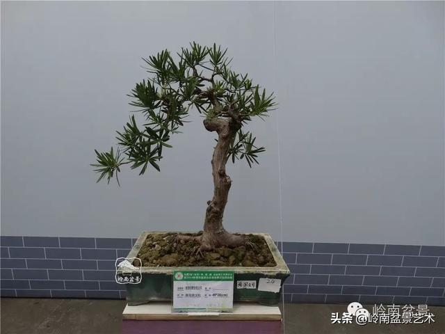 台湾罗汉松，飘逸优雅的海岛罗汉松盆景（台湾罗汉松的养殖方法和注意事项）