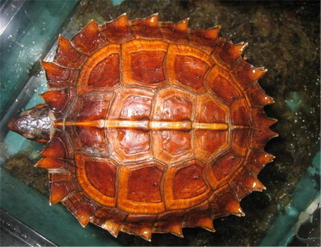 乌龟种类有哪些，乌龟种类有哪些品种（陆龟和水陆两栖龟区别）