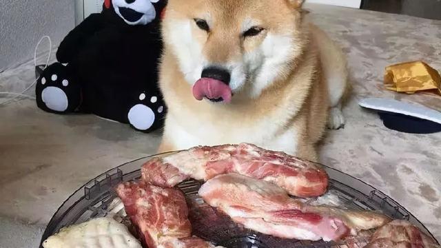 狗粮人能吃吗，狗粮可以人吃么（这几种“人食”真的不适合狗狗吃）