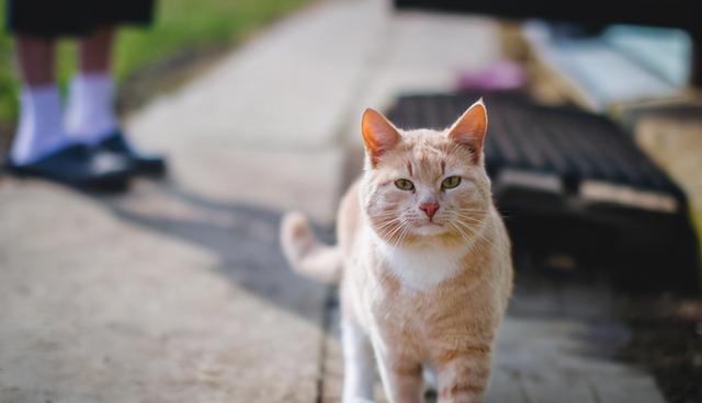 母猫应该绝育吗，它真的没有你想象的那么神奇