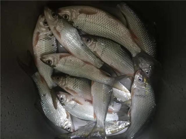 怎么钓鲮鱼(如何钓鲮鱼) - 去钓鱼