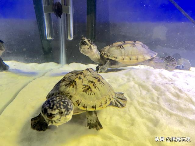 越养越好看的蛋龟，“三大巨蛋”之一的墨西哥巨蛋龟