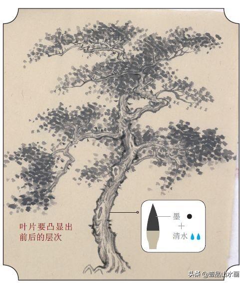 松柏树，画柏树，就这么简单（松柏树图片叶子图片）