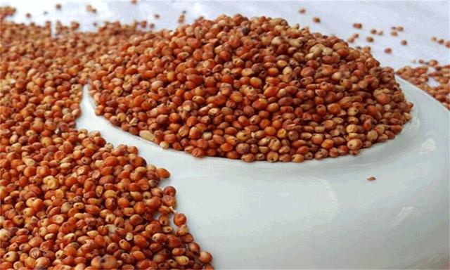 怎样看酿酒糖化的好坏，怎样看酿酒糖化的好坏图片（蒸好的高粱已糖化24小时）