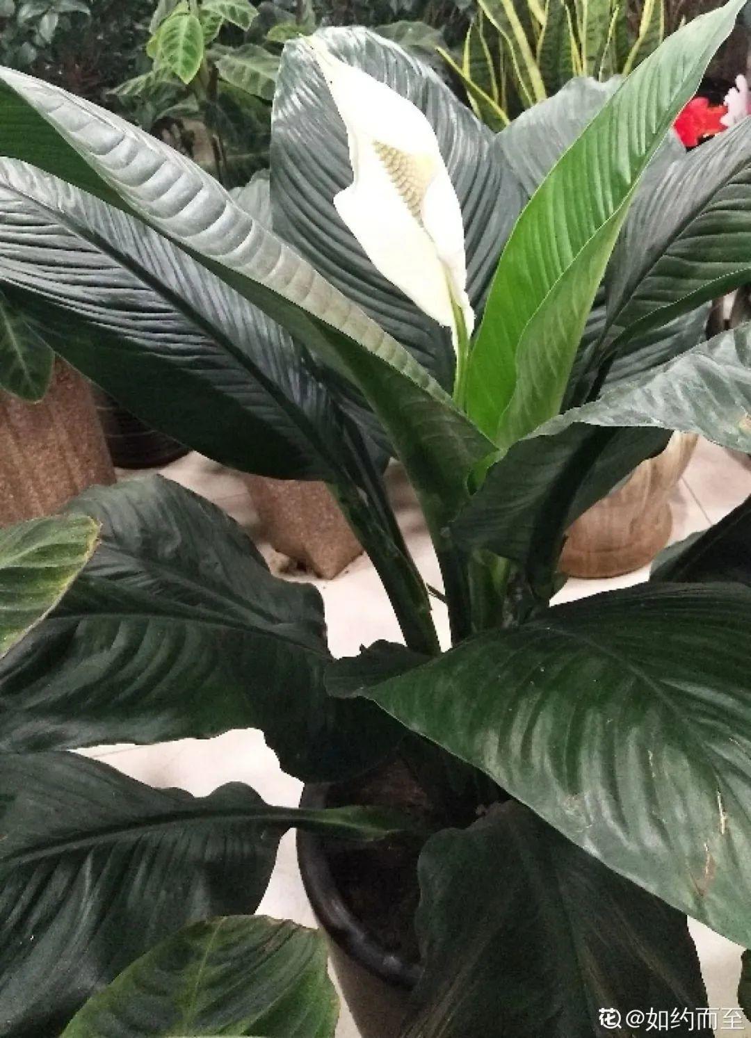 除甲醛的植物排名(除甲醛公司)