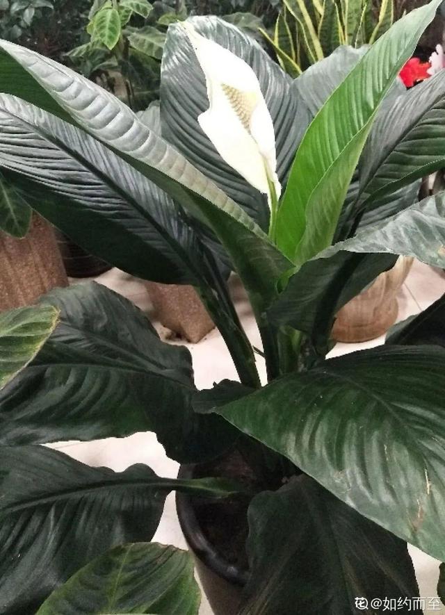 吸收甲醛的植物，哪种植物具有吸收甲醛的功能（净化空气最厉害）