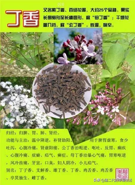 常见中草药图谱，中草药经典图谱（让你知道常用药都长啥样）