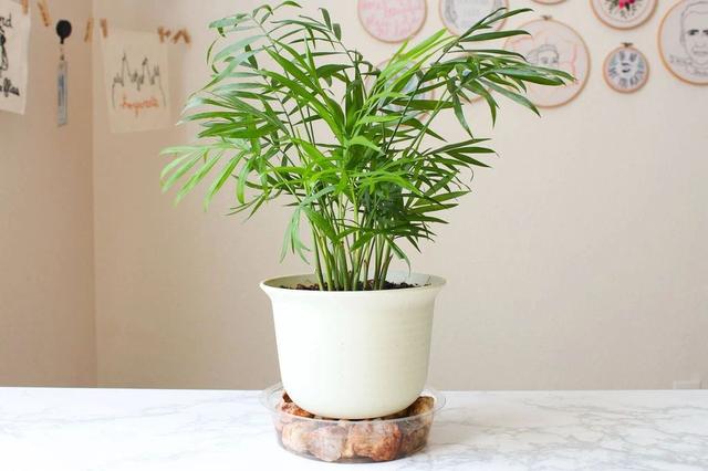 空气湿度多少合适，室内空气湿度多少正常（增加室内植物湿度的9种绝佳方法）