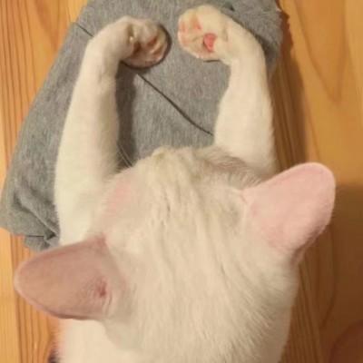 猫咪宝贝头像微信，猫咪宝贝头像（微信头像猫咪可爱搞怪）